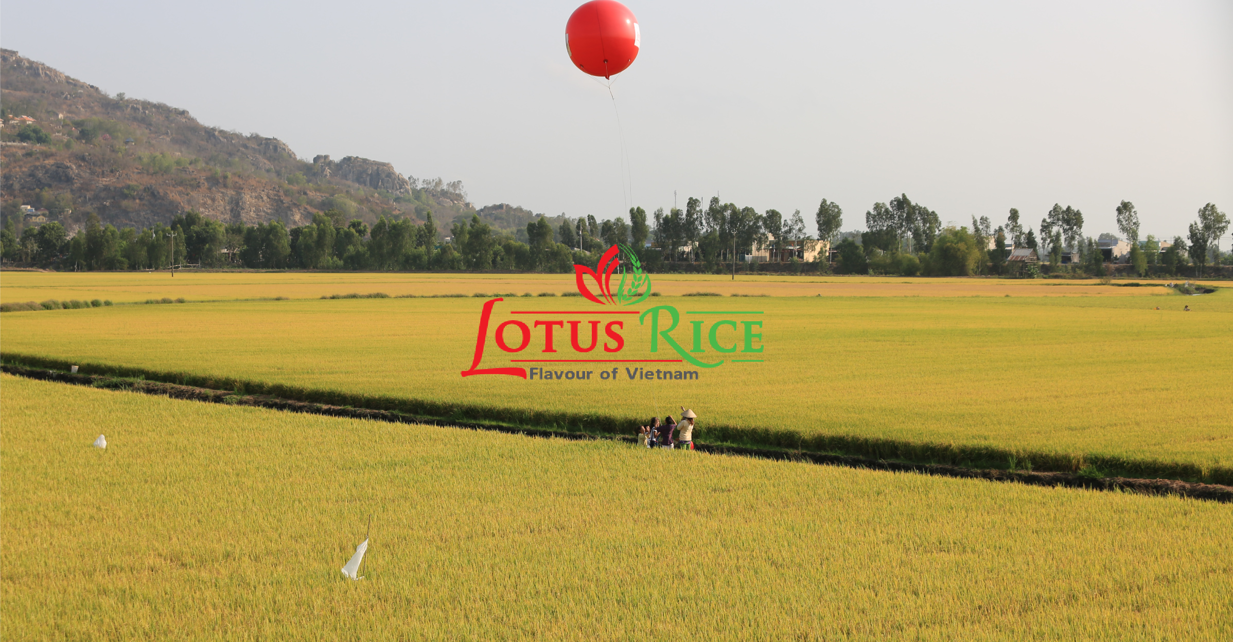 The Journey of Rice - Lotus Rice Vietnam